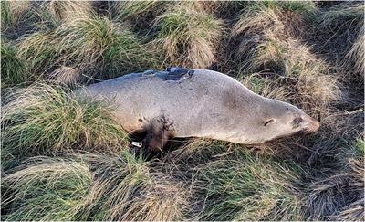 Fine-scale hunting strategies in Australian fur seals